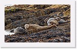 hylkeet Earless Seal * 2995 x 1735 * (4.92MB)